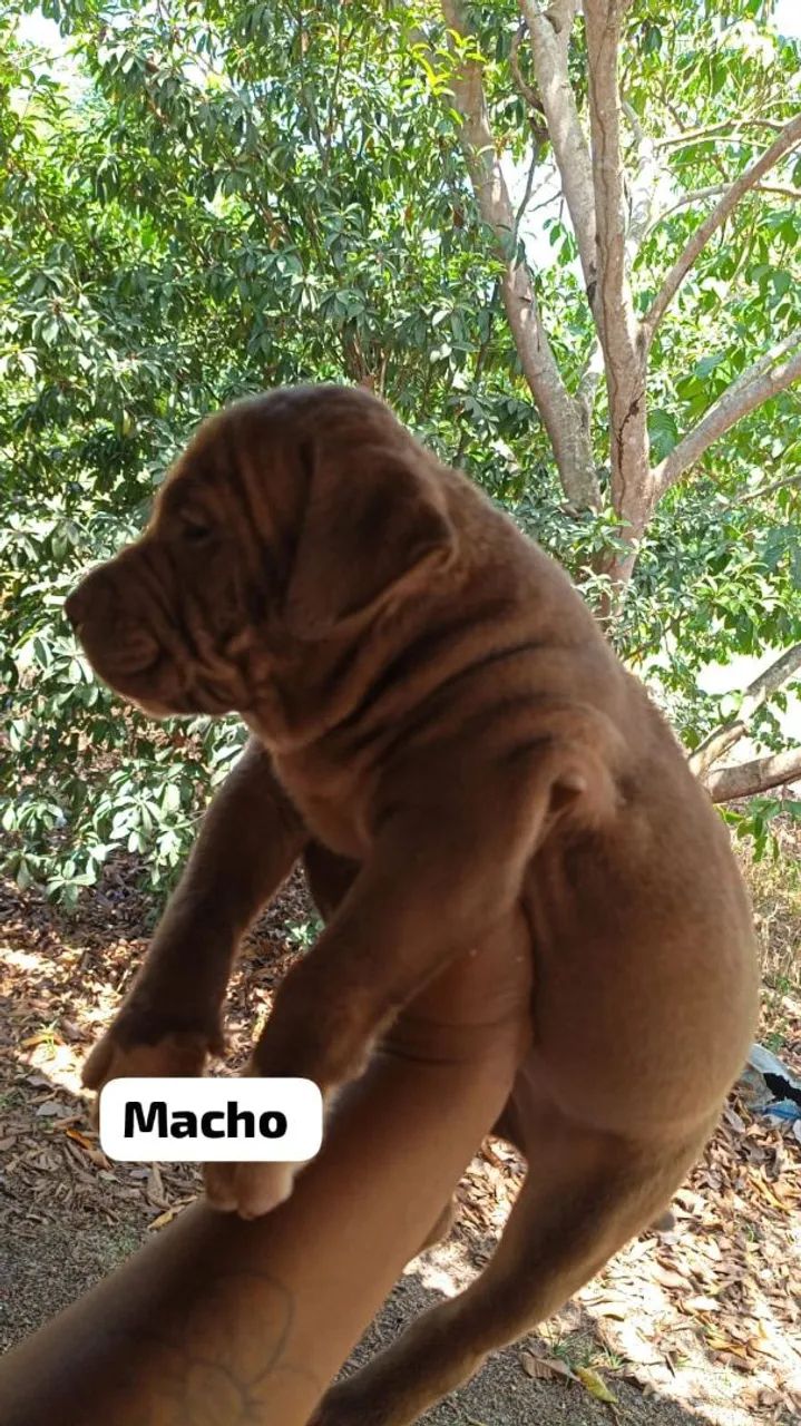 Filhote de Pitbull puro  - Foto 2