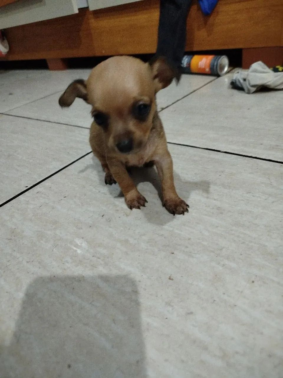 Pinscher macho  - Foto 2