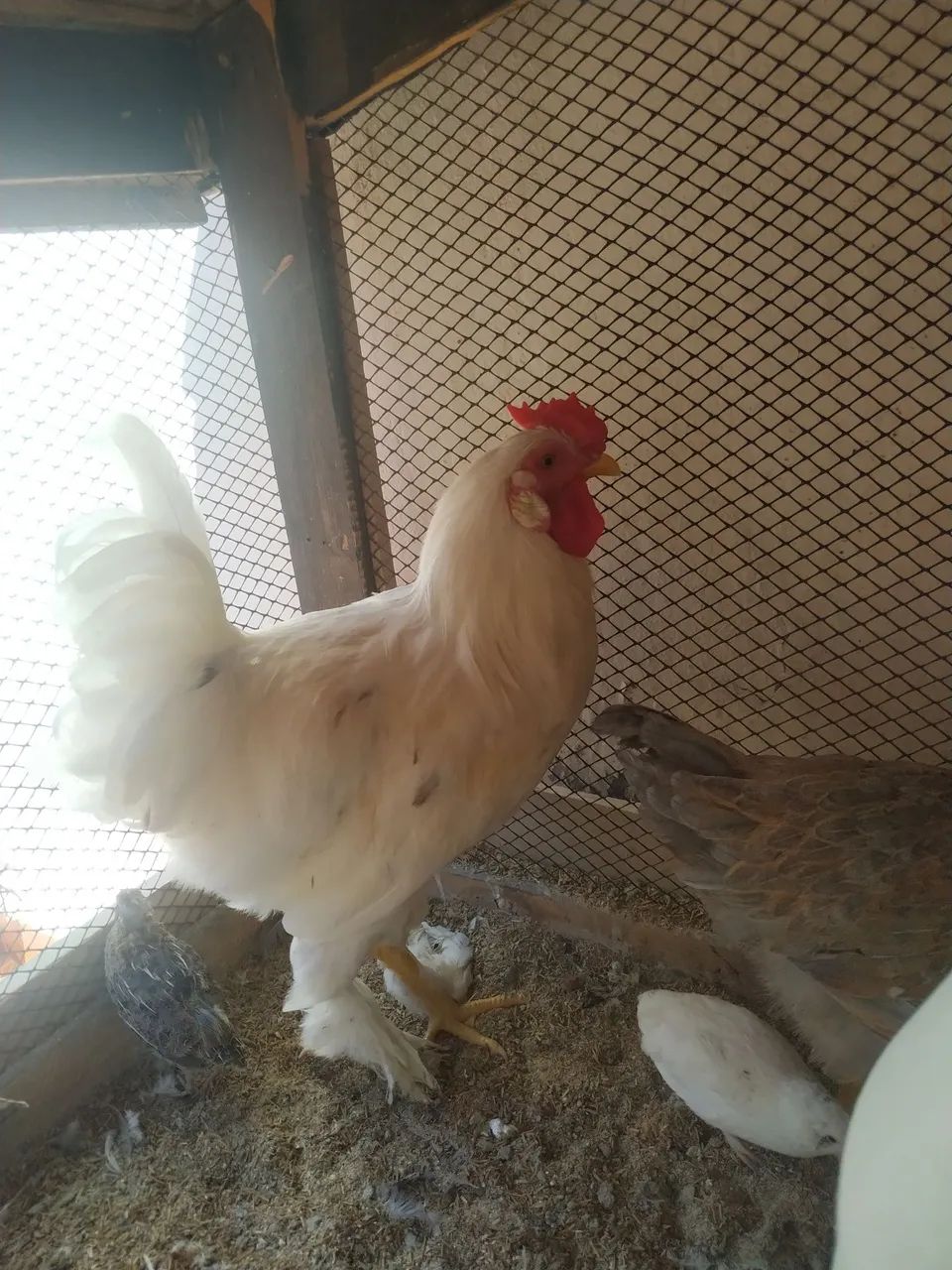 Frango da raça Brahma Branco