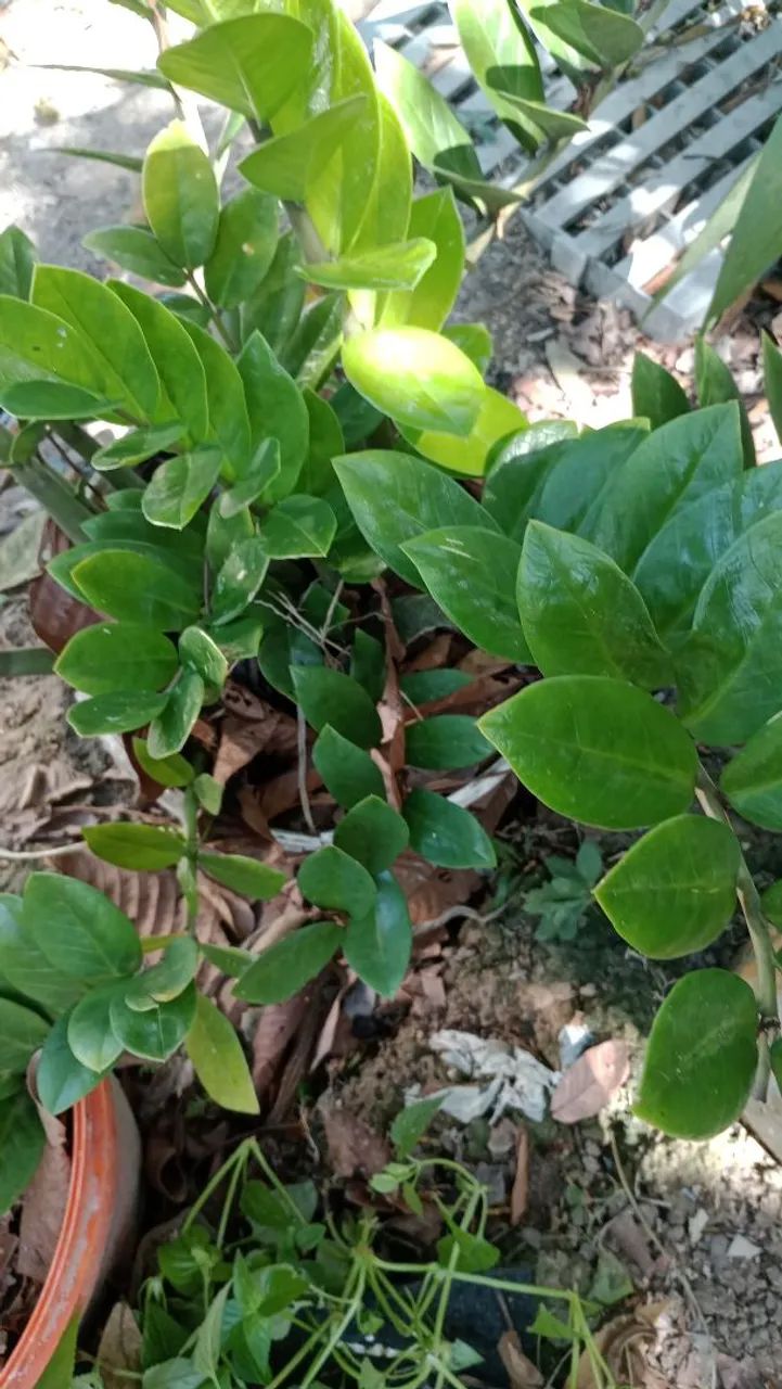 Plantas  - Foto 4