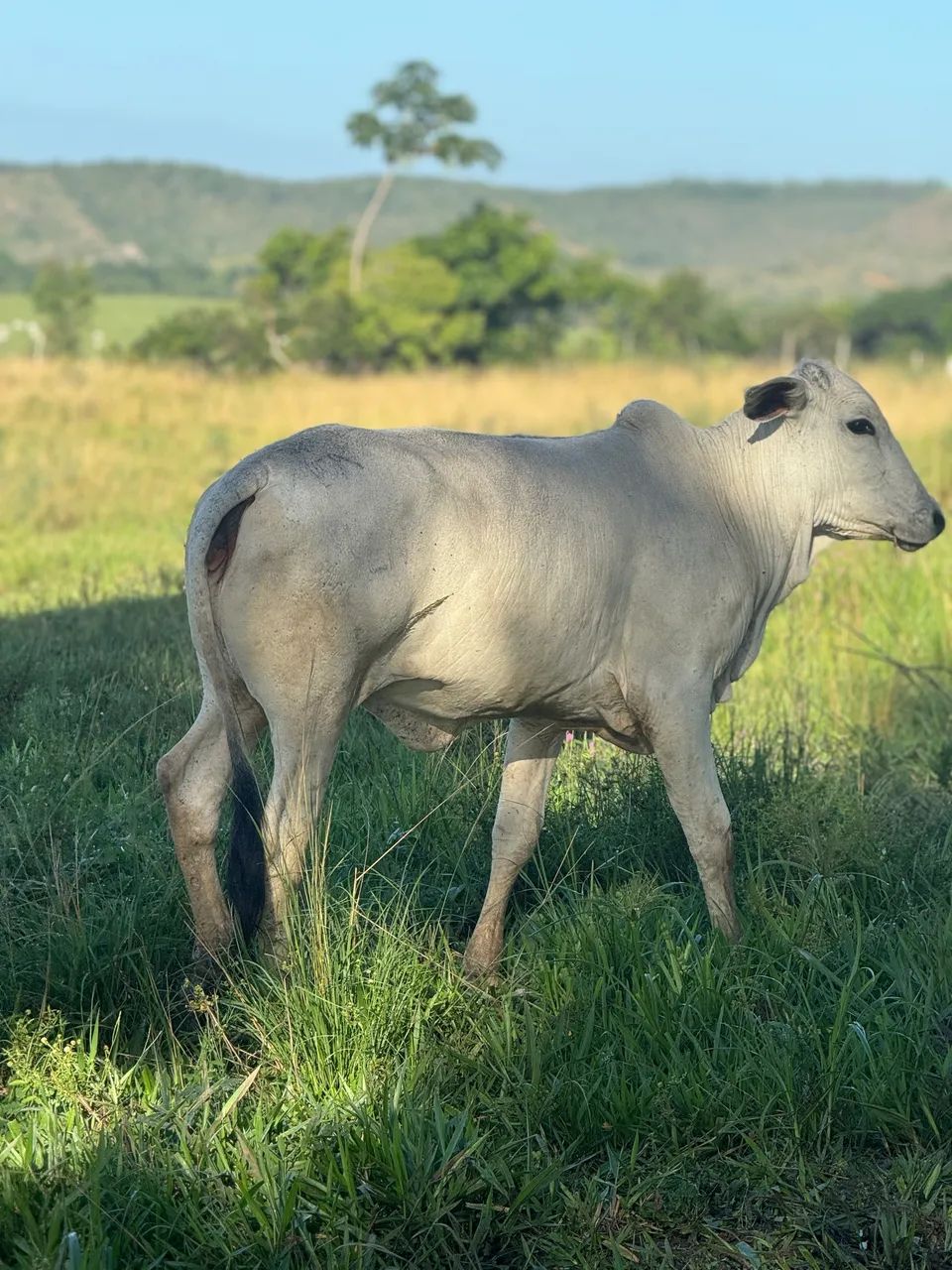 Novilha Nelore  - Foto 4