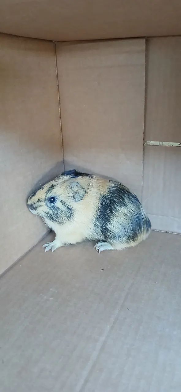 Guinea Pig Lot..439274687264215045