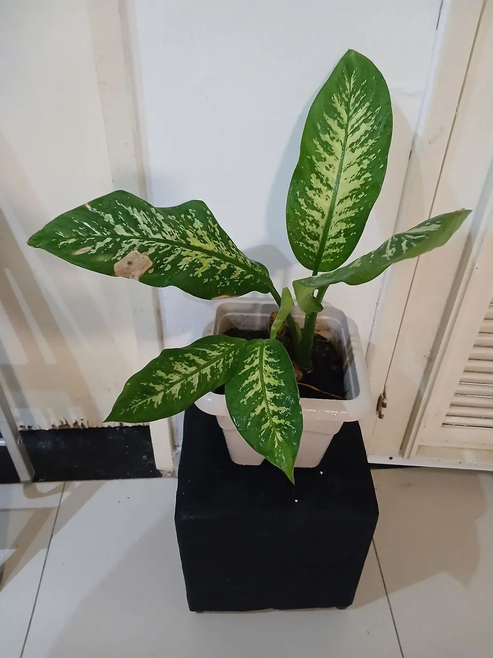 Jarro pronto com planta comigo ninguém  pode  - Foto 2