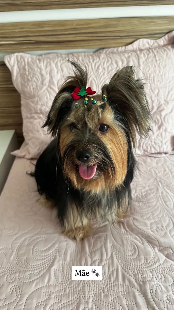 Filhote Yorkshire terrier