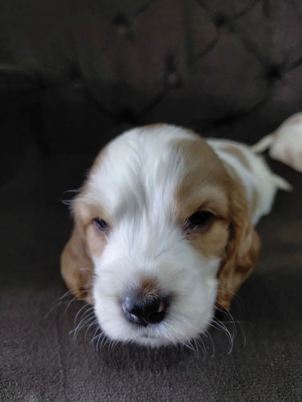 Filhotes de cocker spaniel  - Foto 4
