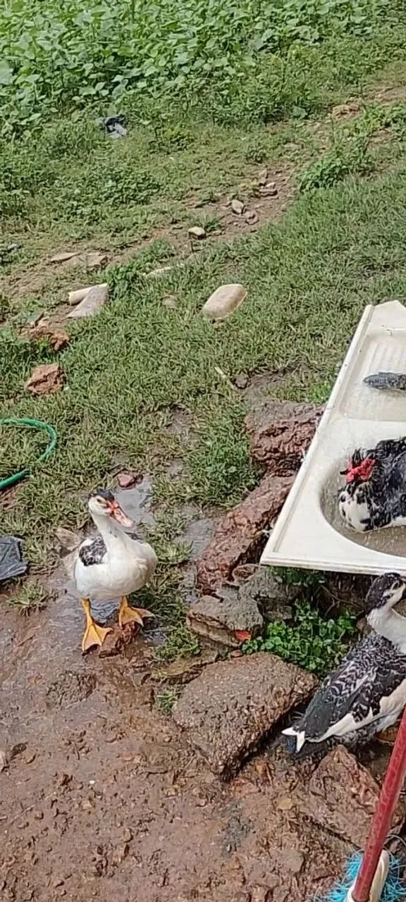 Patos e galinhas - Foto 4