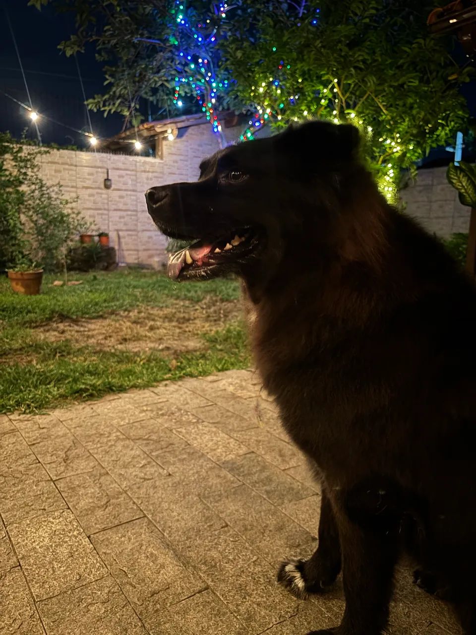 Adoção responsável  - Foto 3