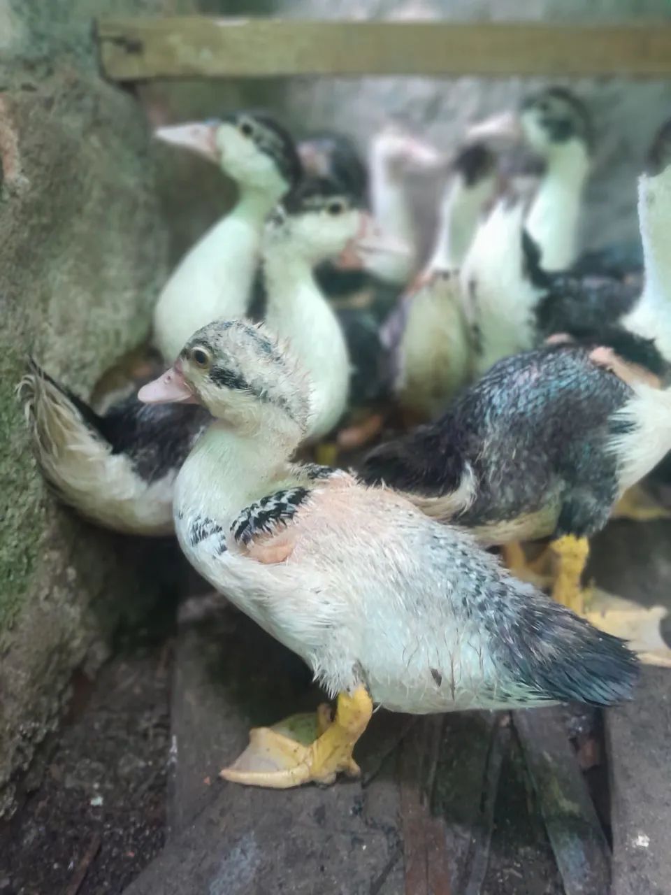 Patinhos