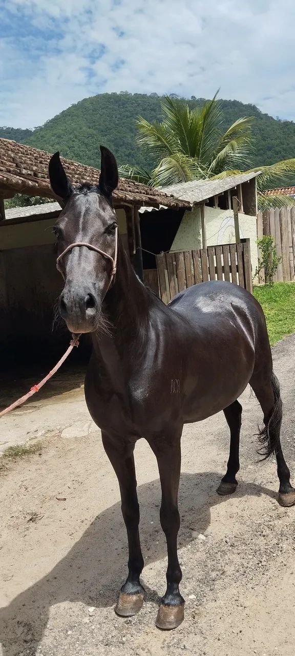 Égua Mangalarga Marchador de Pista