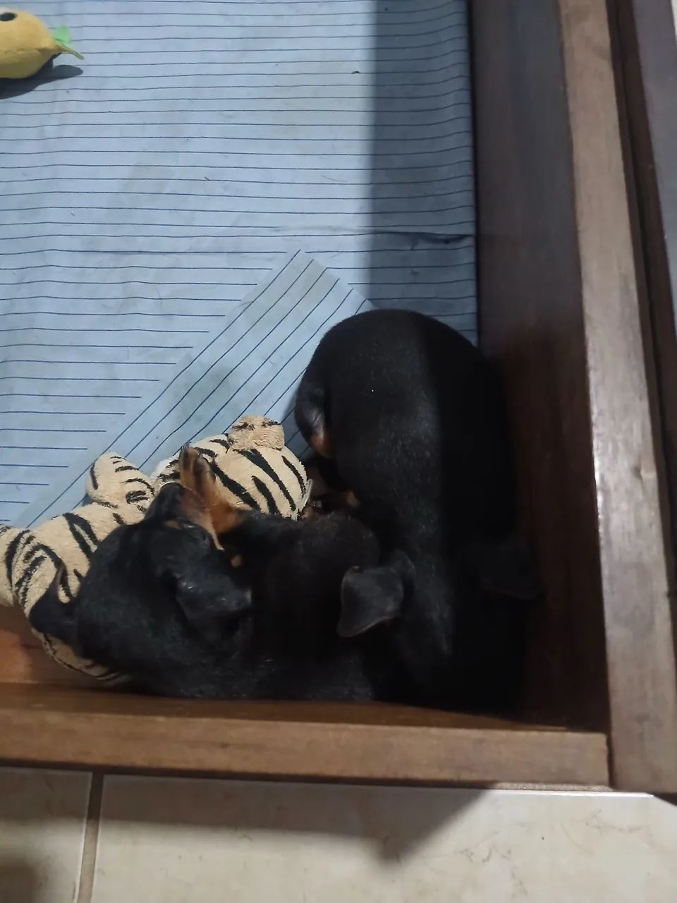 cachorros fêmeas pinscher - Foto 3