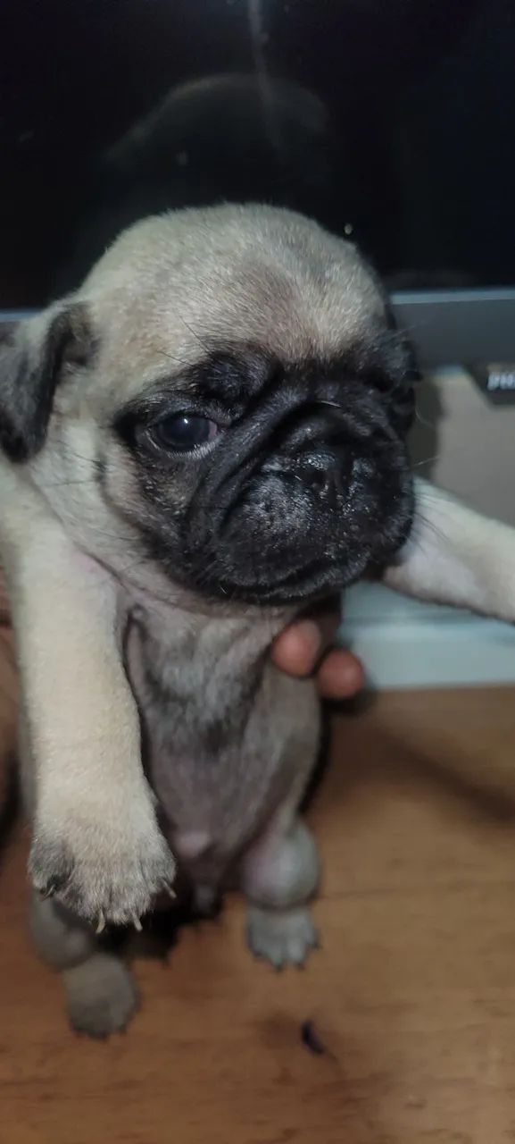 Filhotes de Pug - Foto 4