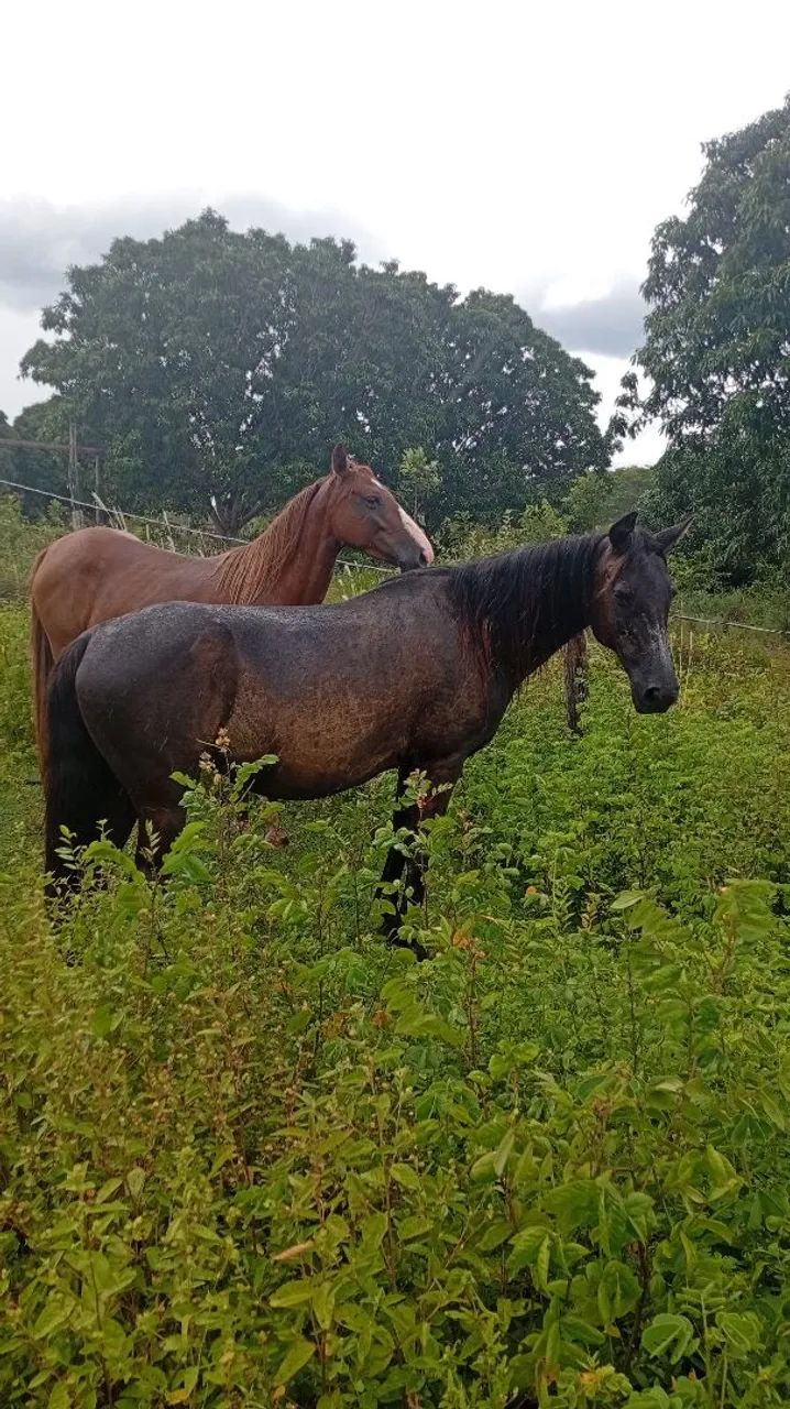 Cavalo