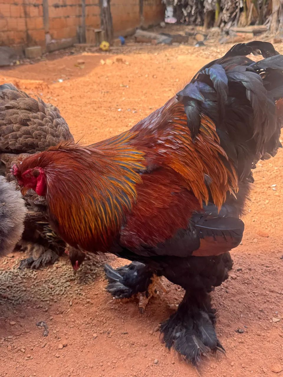 Casal galinhas Brahma perdiz black - Foto 3