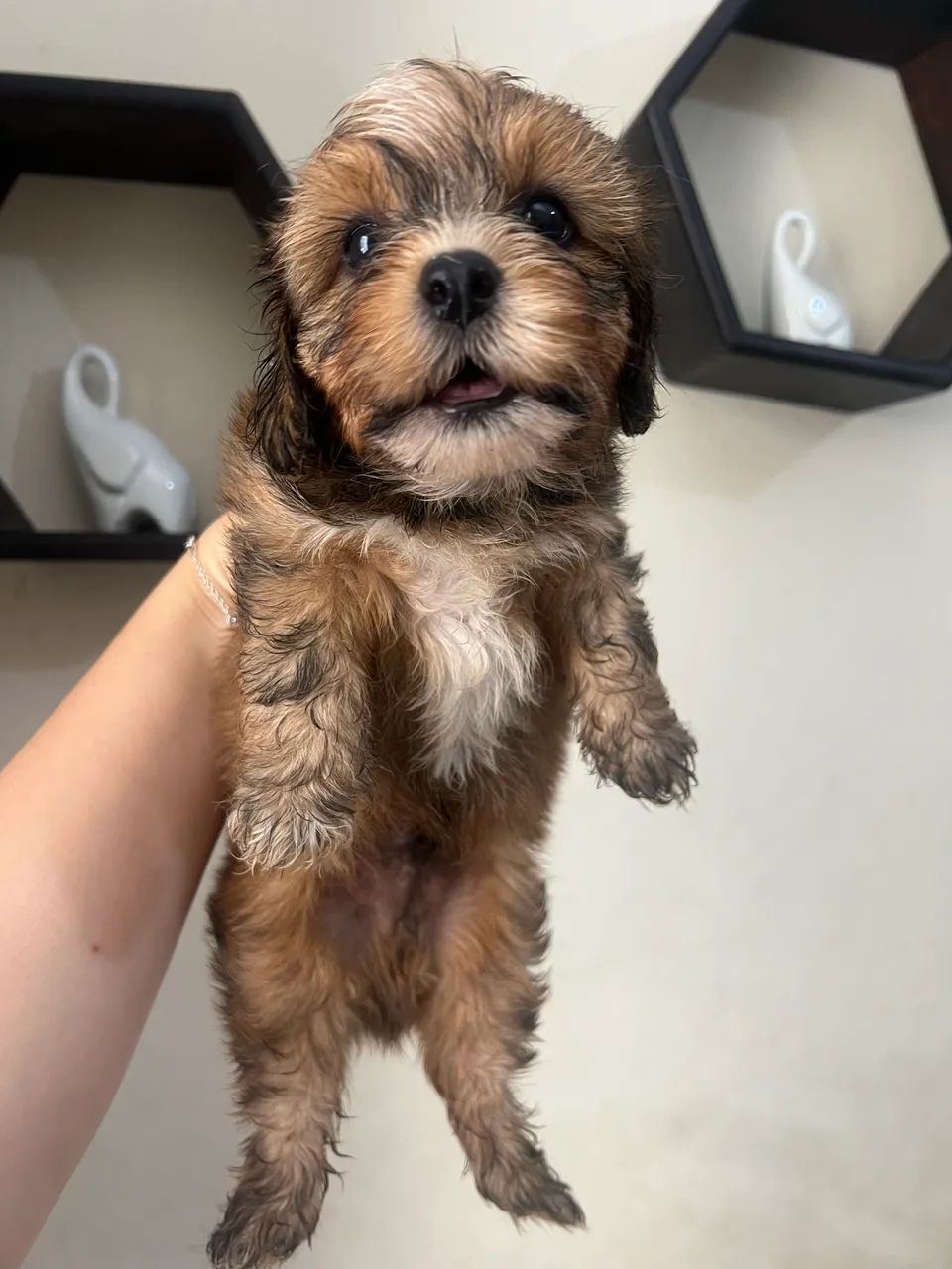  Cachorros lhasa apso  - Foto 4
