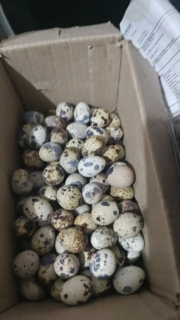Ovos de codorna Gigante e codornas Japonicas  - Foto 3