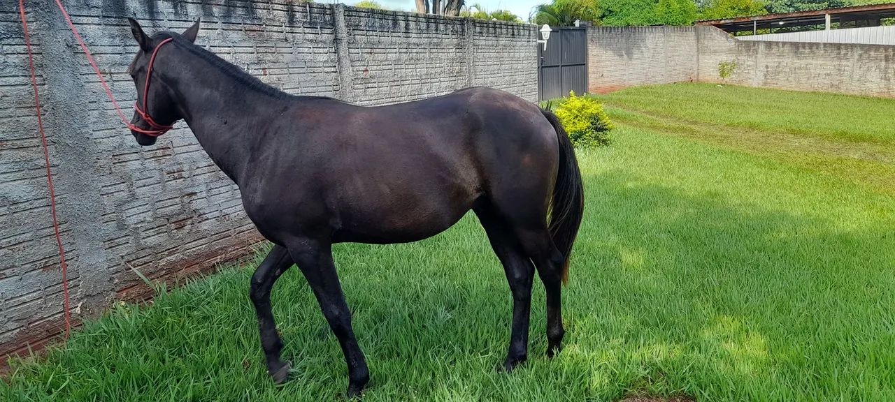 Cavalo - Foto 4