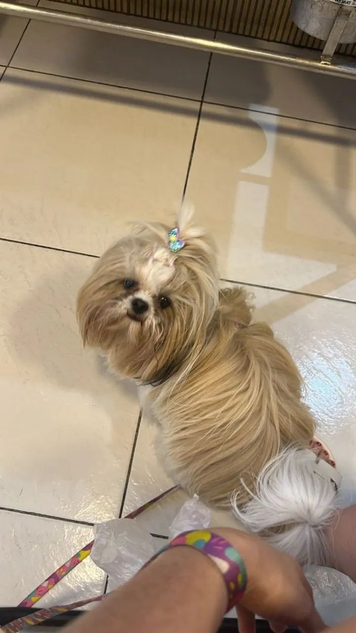 Shitzu com poodle - Foto 2