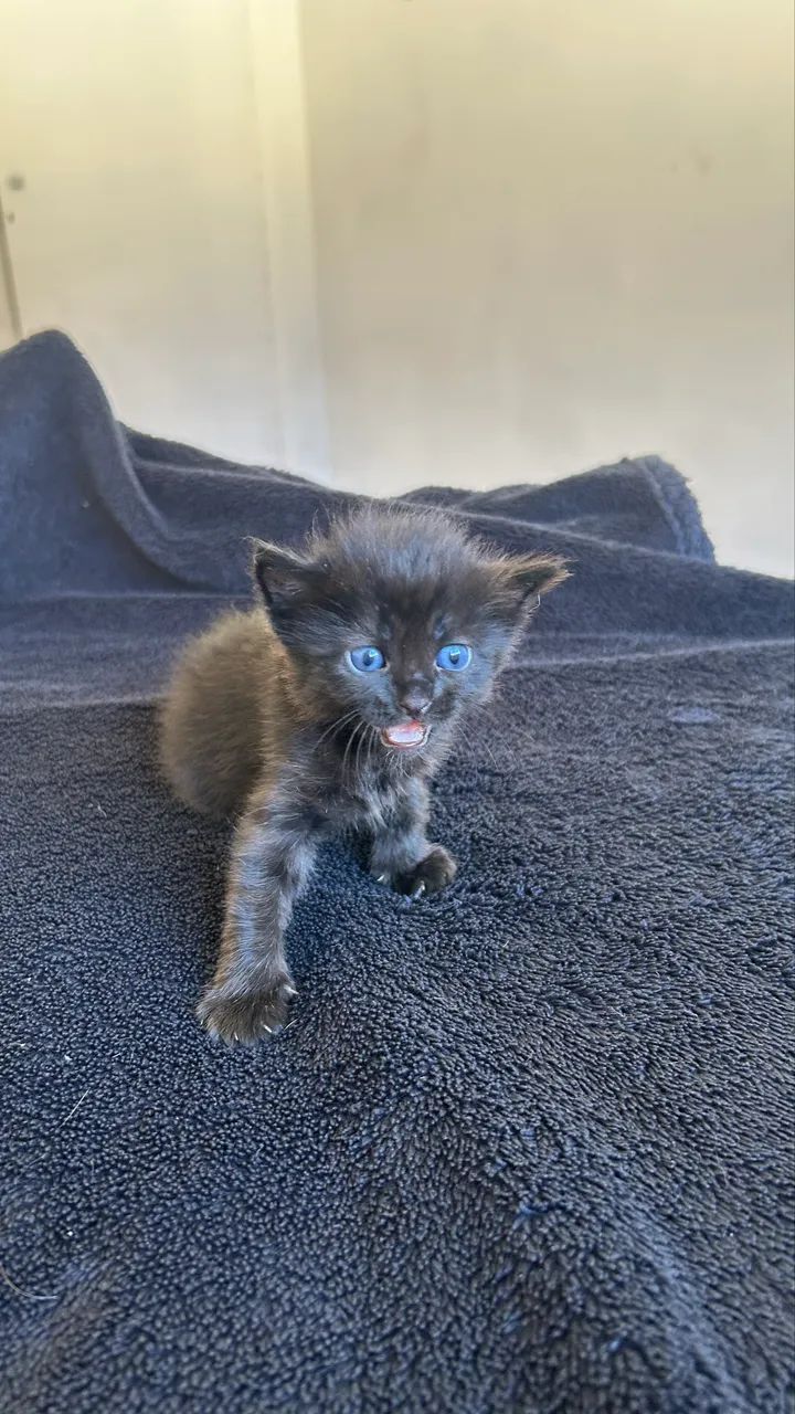 Gatinhos pra adoção  - Foto 3