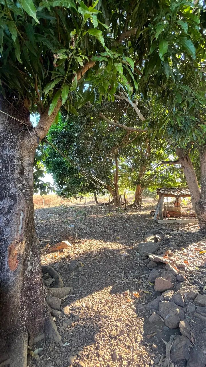 Chácara à venda próximo a Barrolândia-TO | Casa, pomar formado e excelente localização - Foto 4