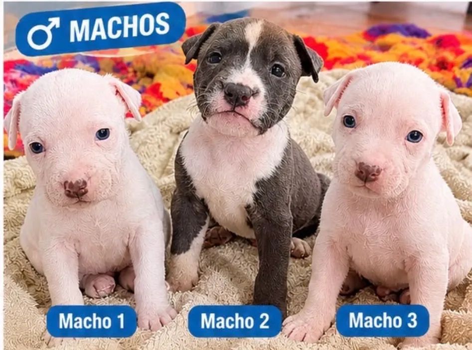 Filhotes de pitbull com american bully. - Foto 4