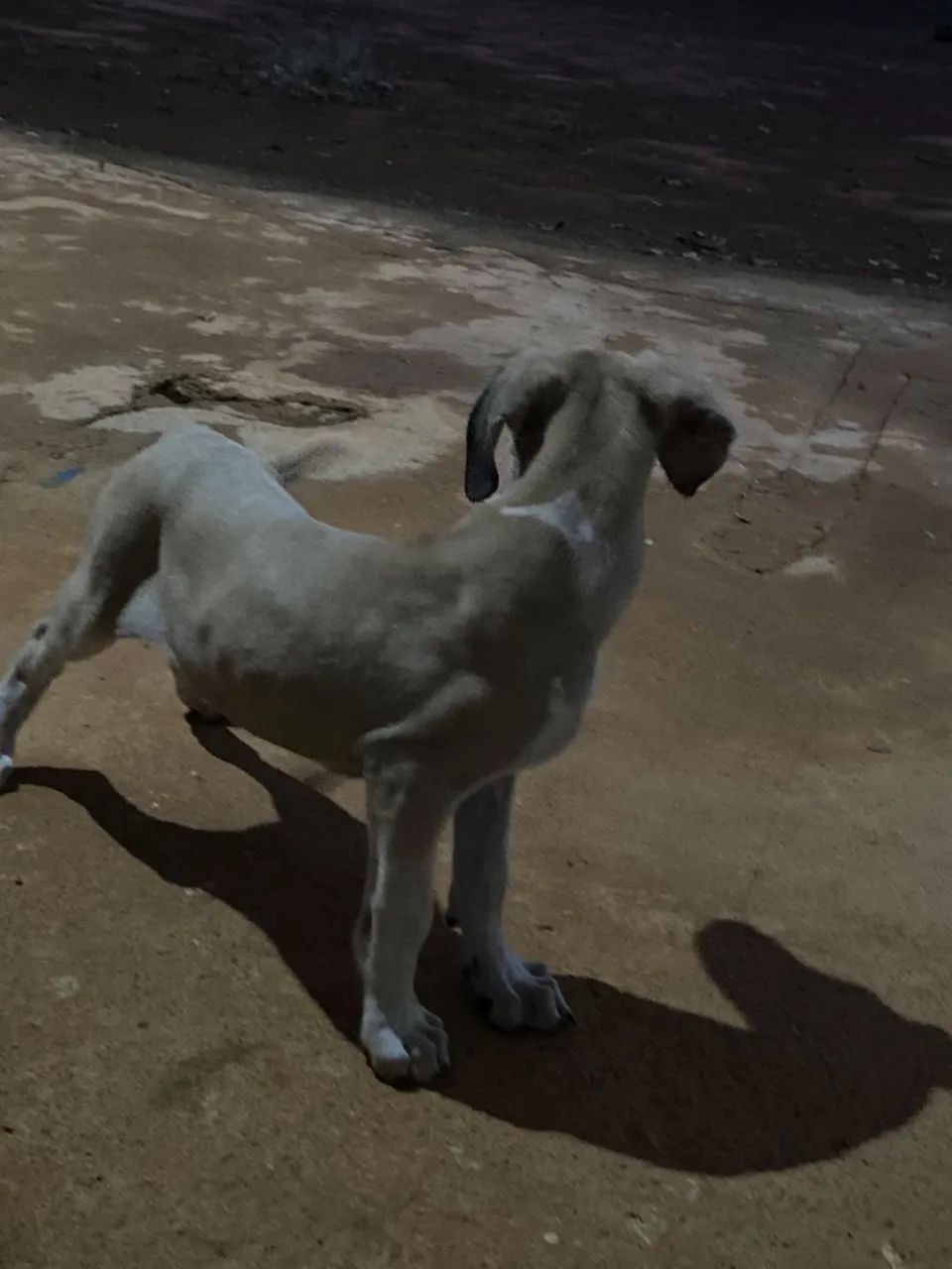 FILA BRASILEIRO  - Foto 2