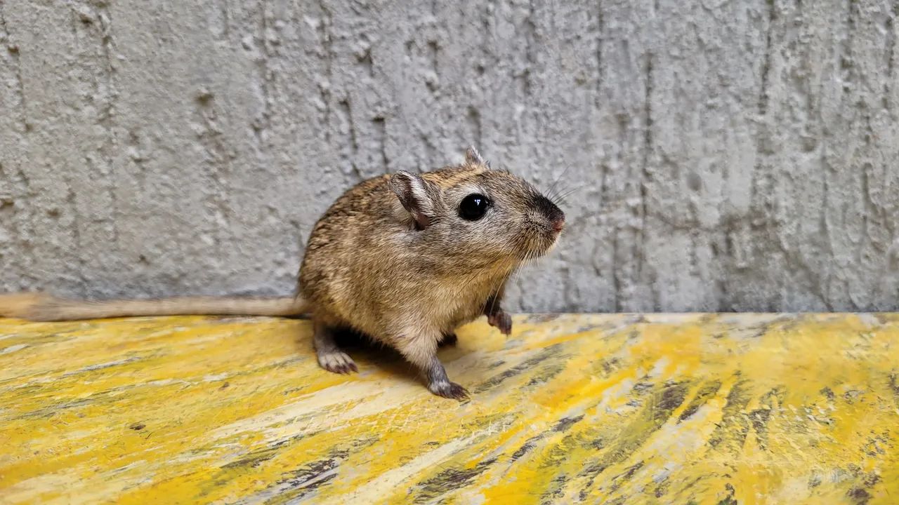 Dupla de Gerbil Macho Mansos - Foto 3