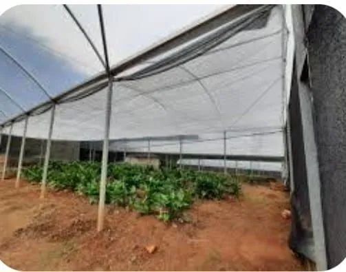 Estufa agrícola de teto em arco - Foto 2