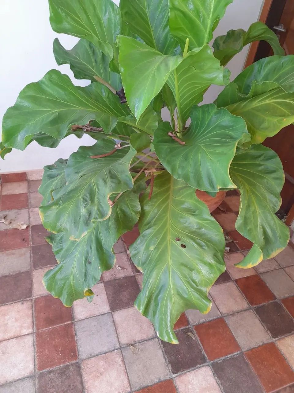 Anthurium  - Foto 4