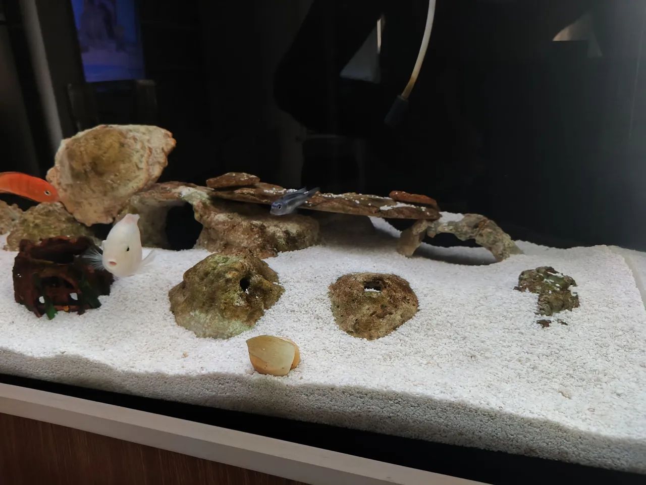 Aquário marinho  - Foto 3