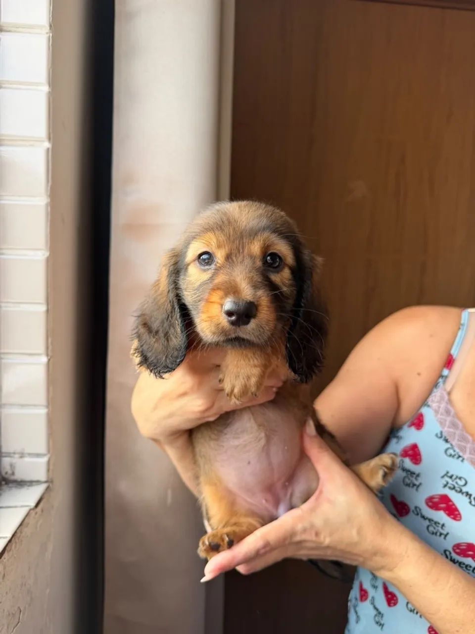 Cachorras raça dachsrund com pedigree - Foto 3