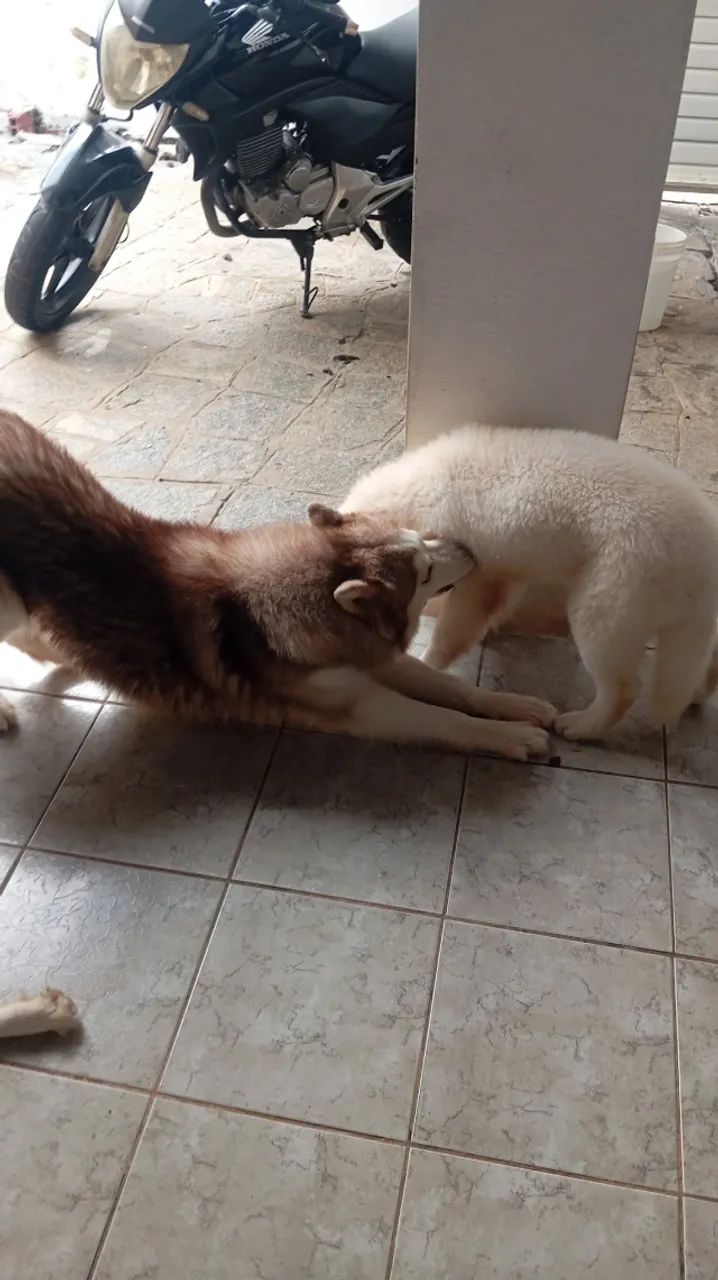 Husky  - Foto 4