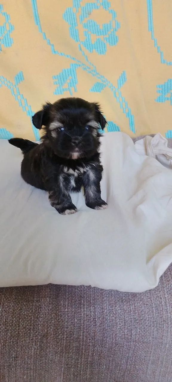Machinho chitsu  - Foto 2
