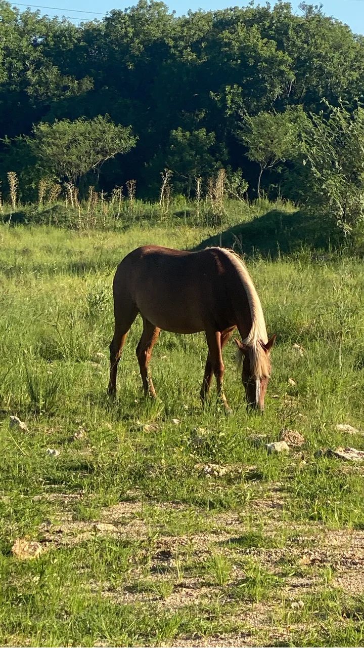 Égua petiça domada - Foto 2