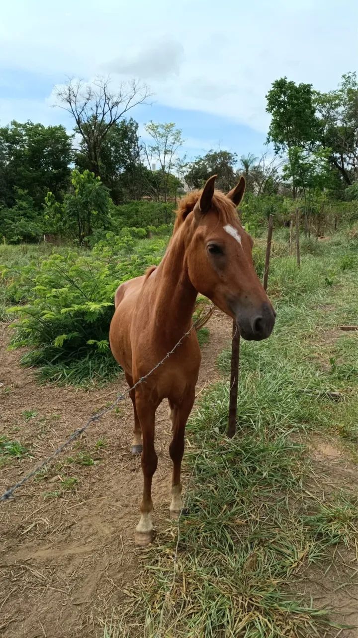 Potro manso - Foto 2