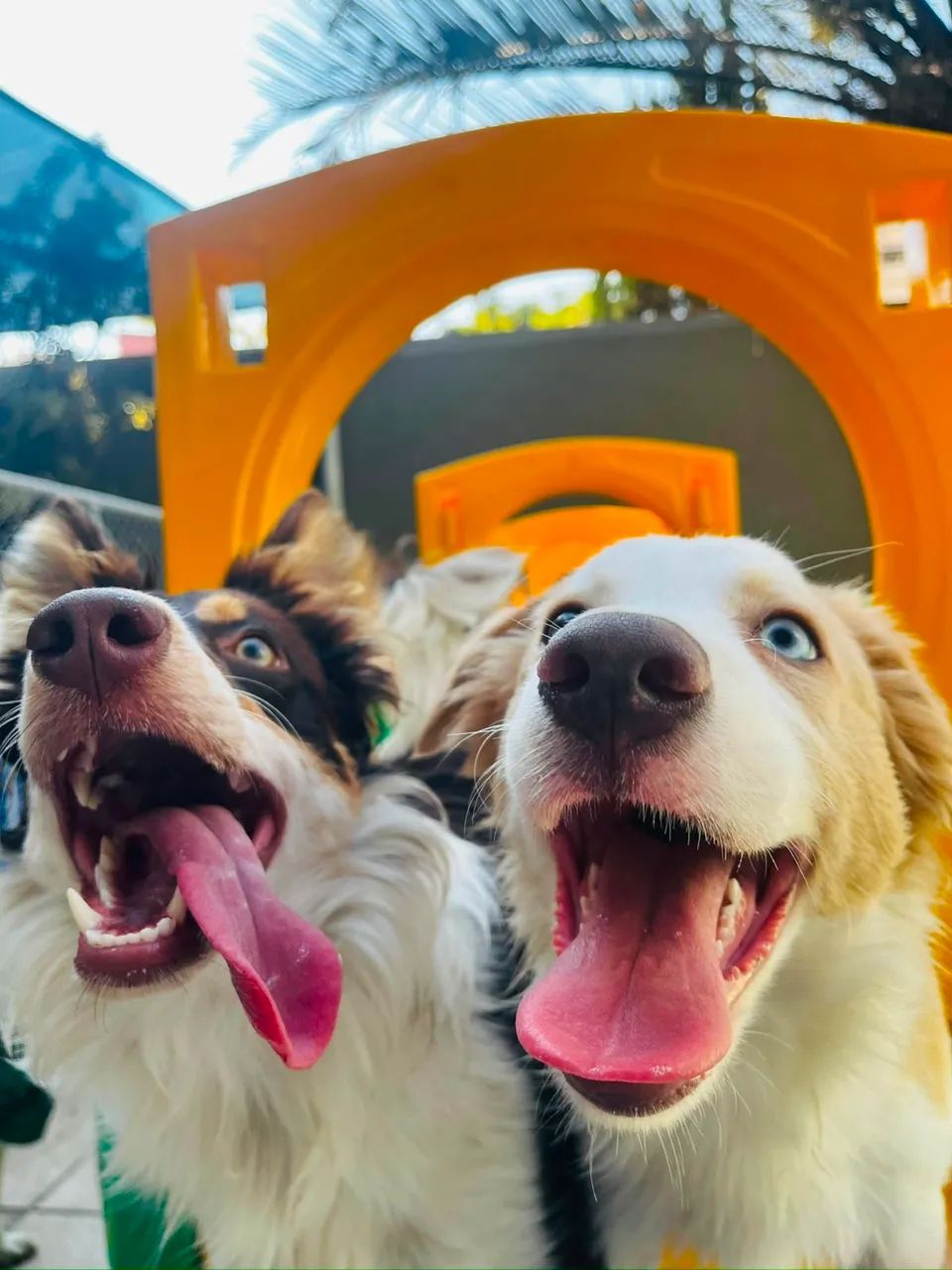 Vendo filhotes de border collie puros! - Foto 4