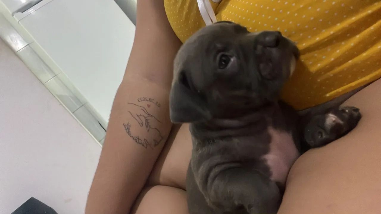 Filhote de pitbull  - Foto 4