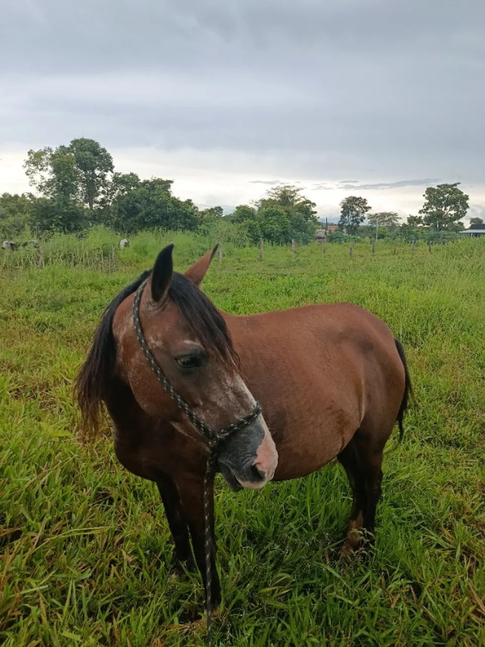 Égua e um potro  - Foto 3