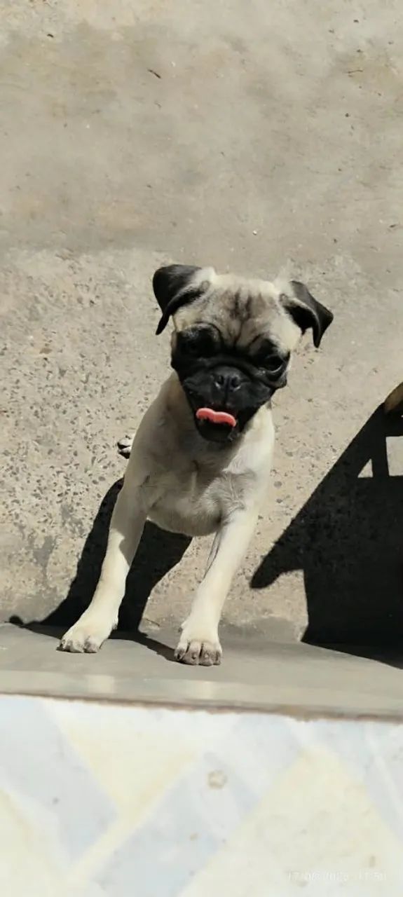 Filhote de Pug  - Foto 2