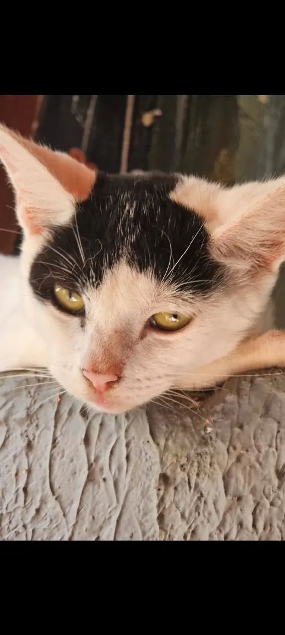 Gata  - Foto 2