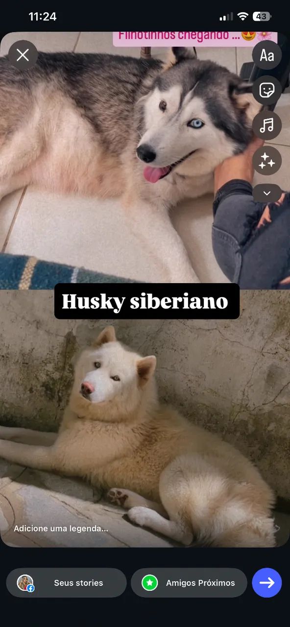 Husky siberiano puro - Foto 2