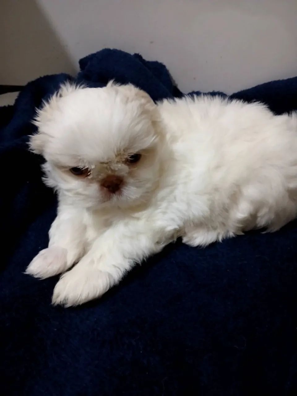 Cachorro raça shitzo  - Foto 2