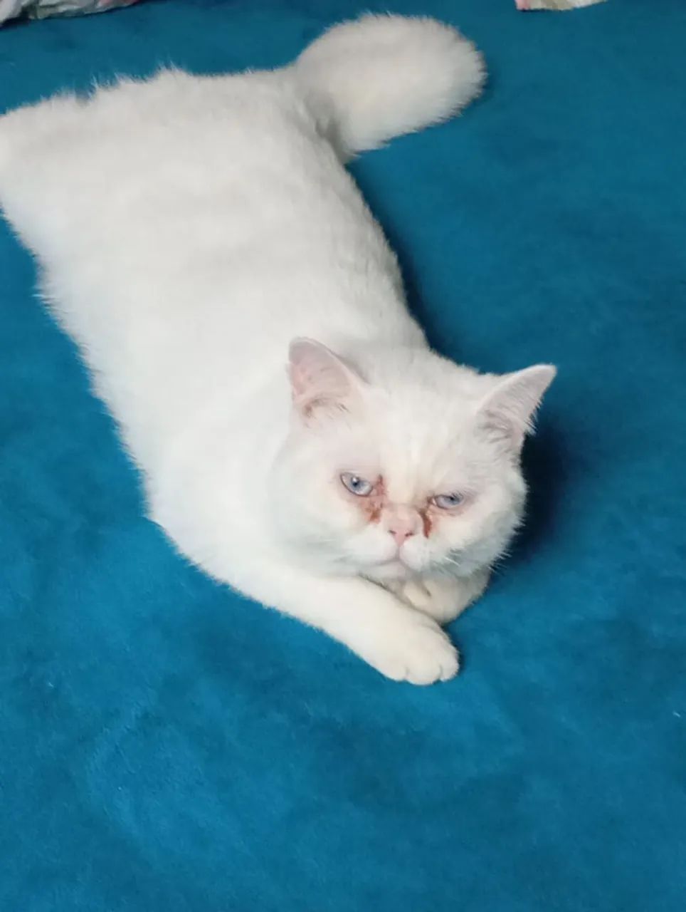 Gato Persa Branco com Olhos Azuis - Foto 4