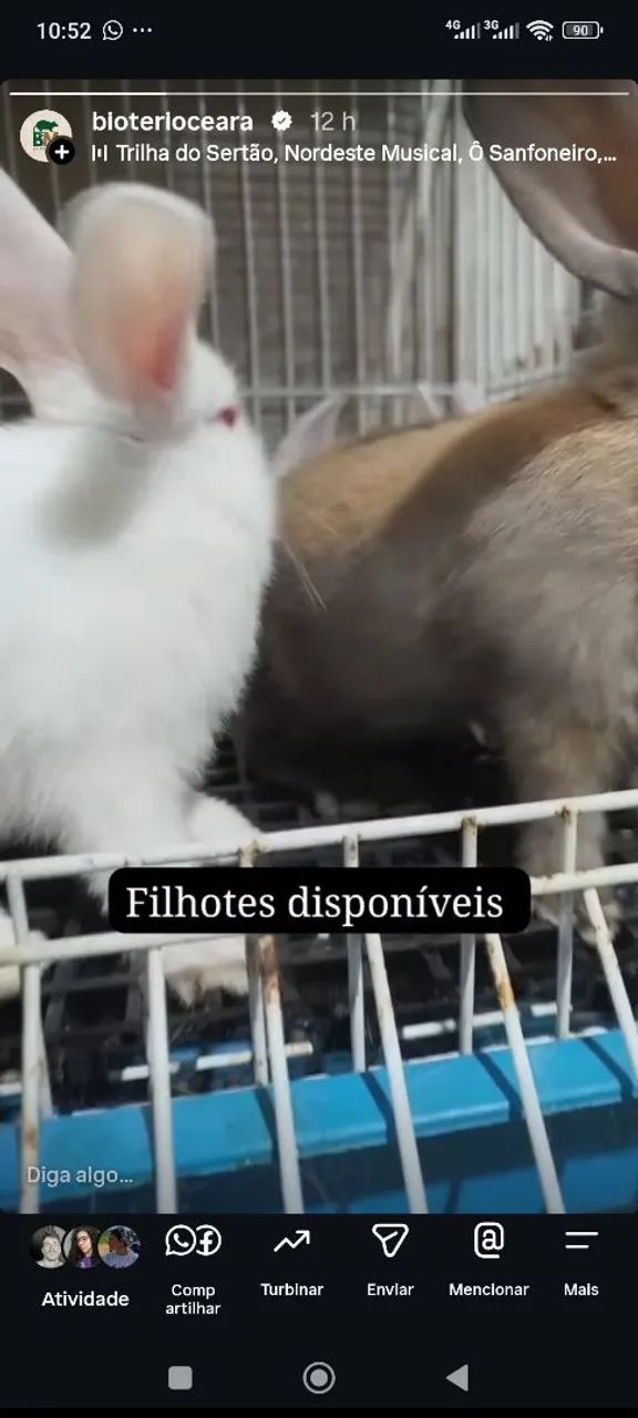 Coelhos - Foto 2