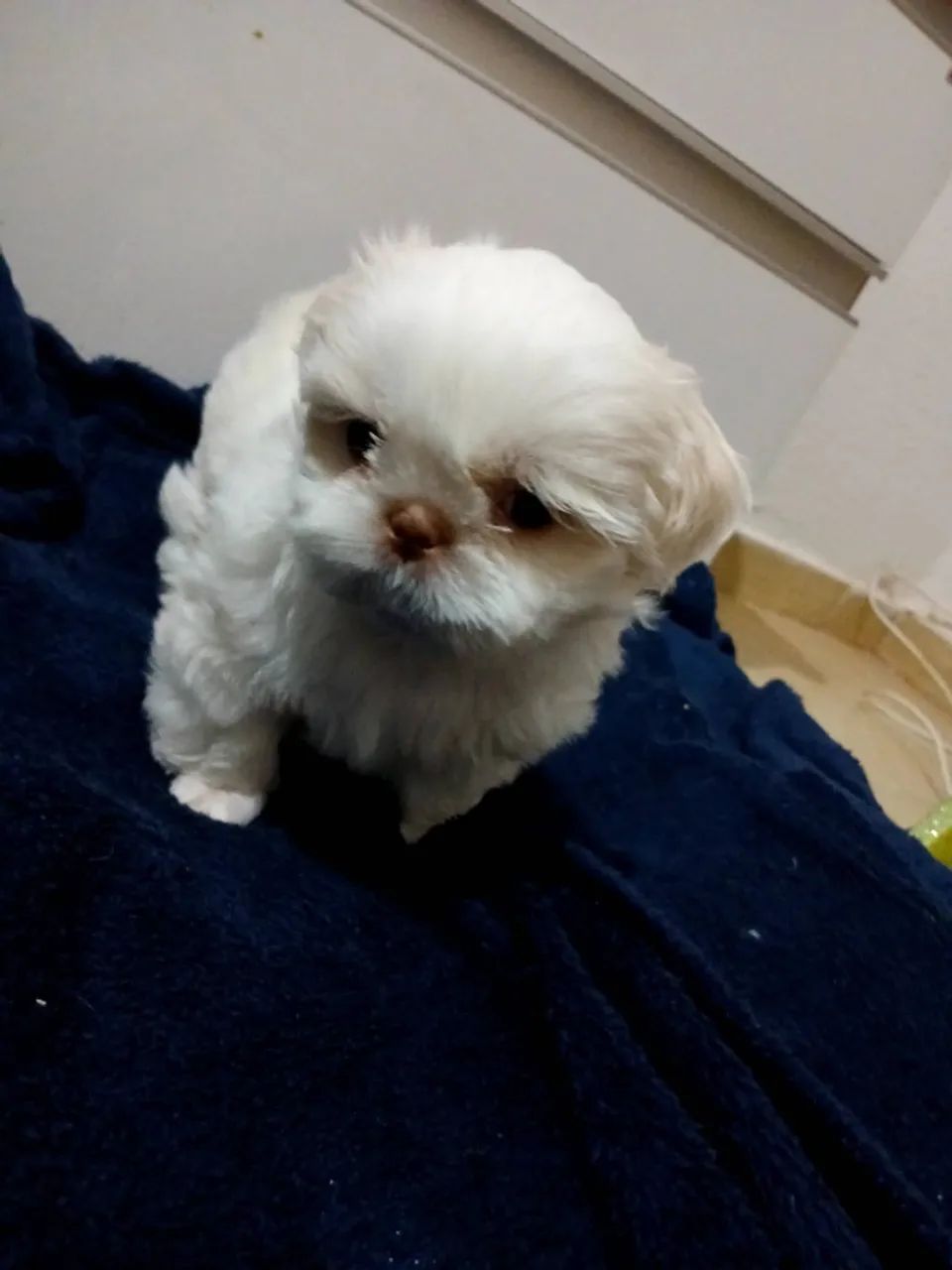 Cachorro raça shitzo  - Foto 3