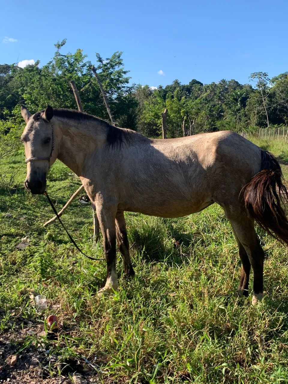 Égua  - Foto 2