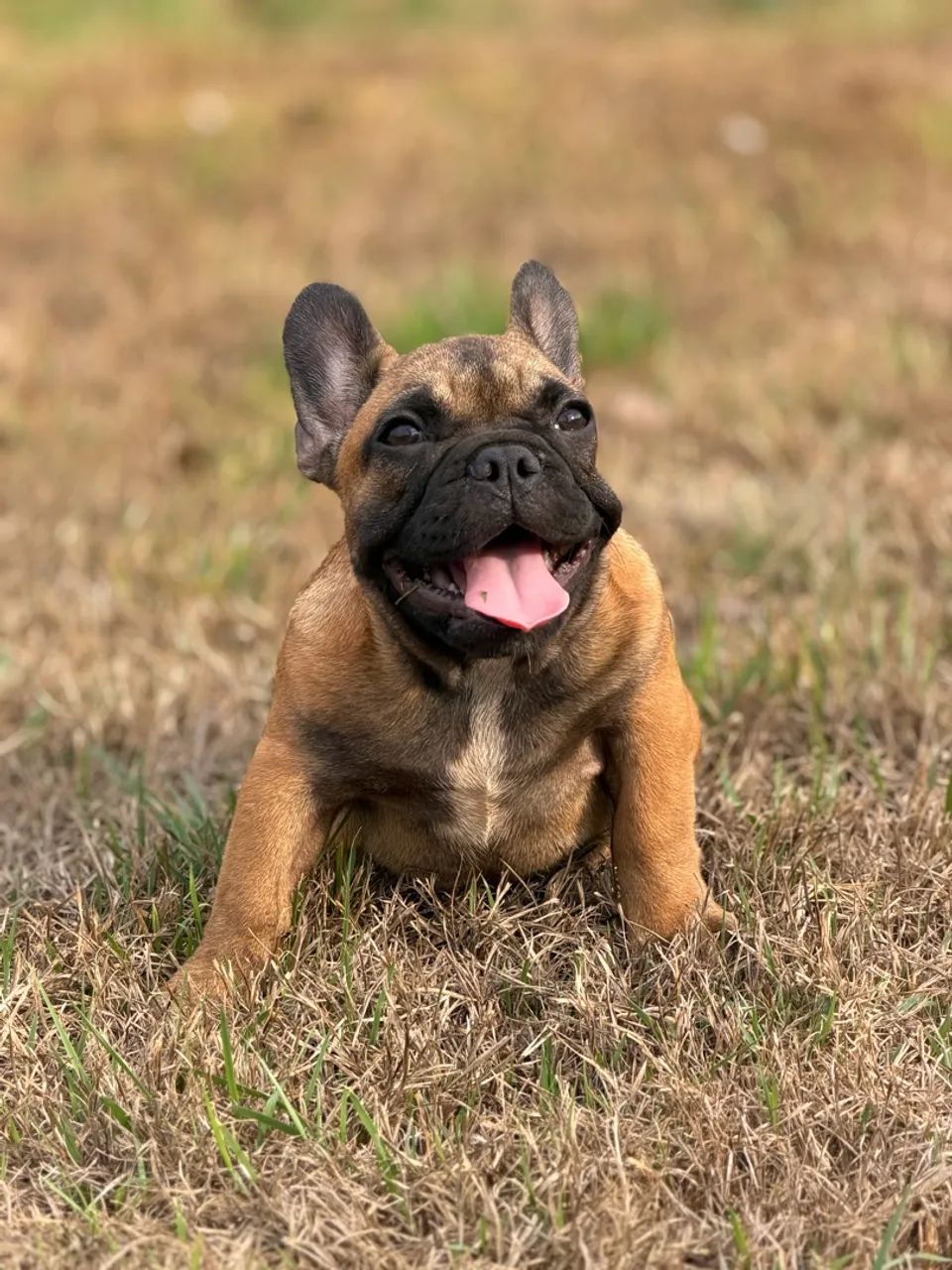  Buldogue Francês micro - Foto 3