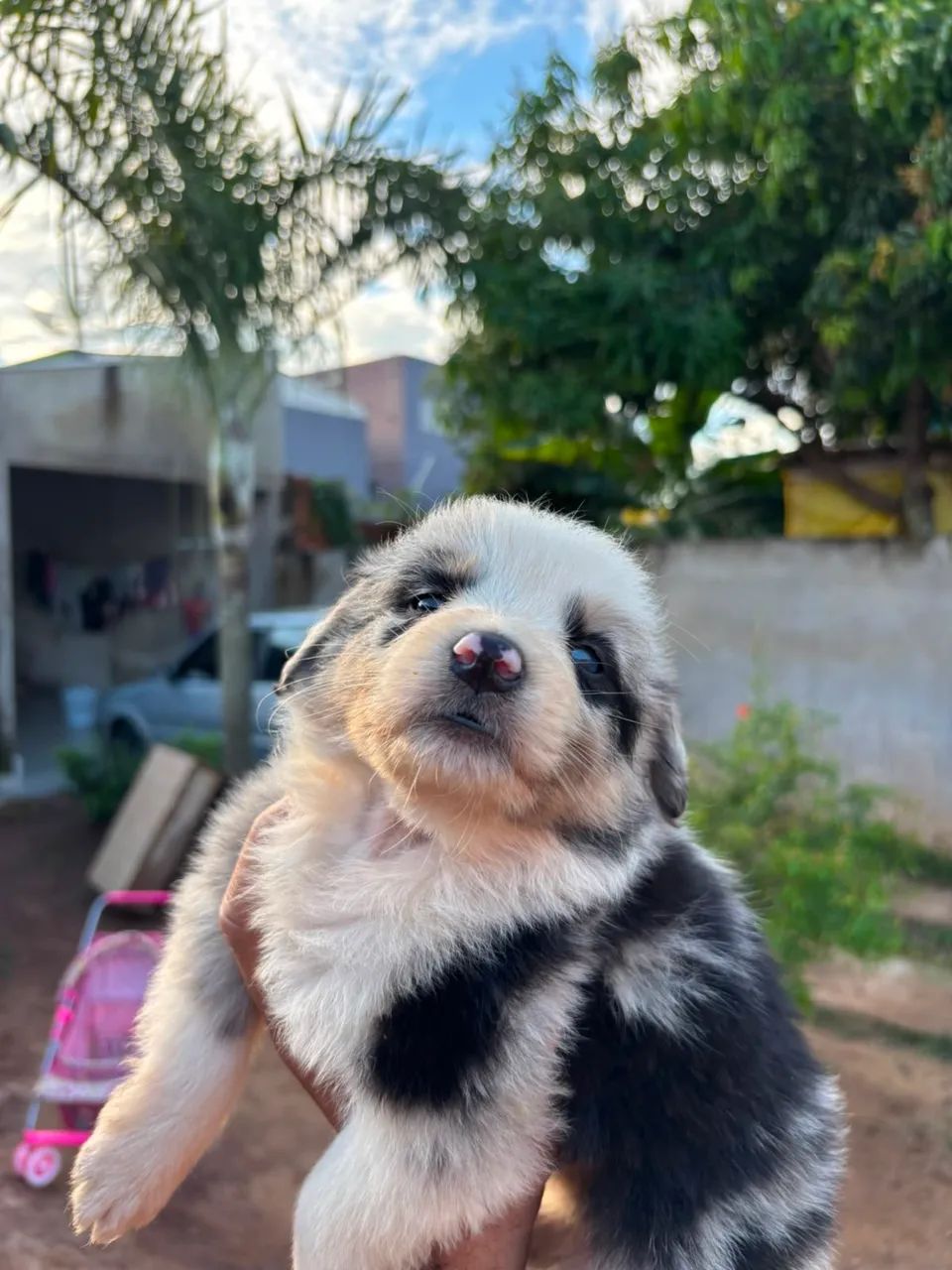 Border collie