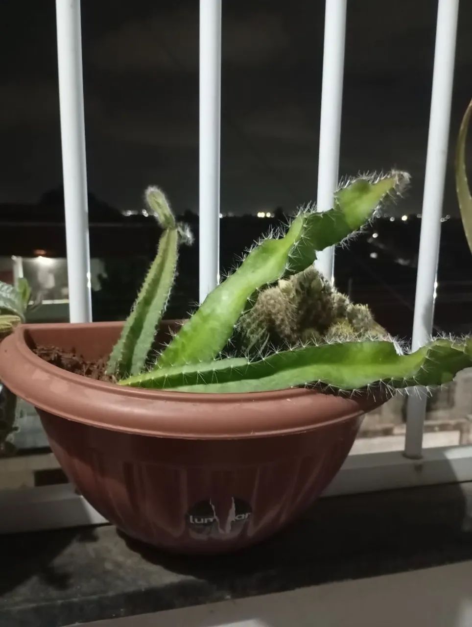 Cactus 