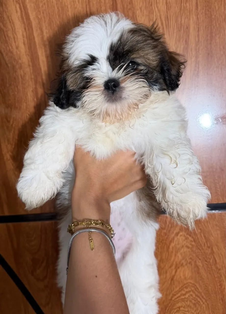 Shih Tzu - Foto 2
