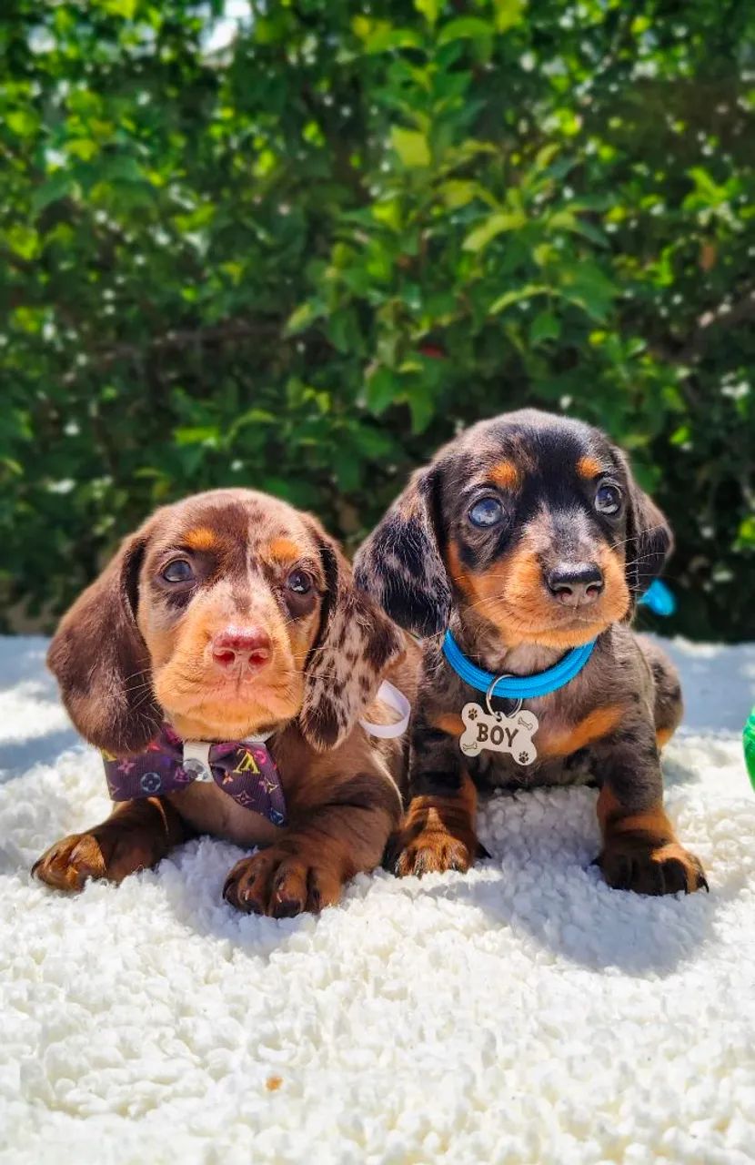 Belíssimos salcichinhas 